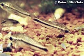 Corydoras pygmaeus..jpg