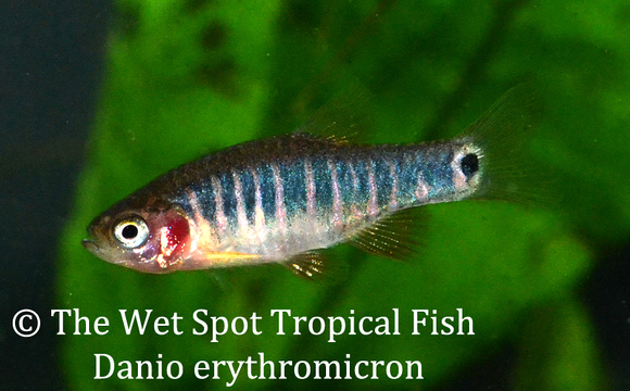 Danio erytromikron.jpg