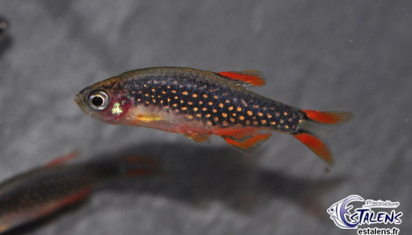 danio_margaritatus3.jpg