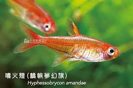 Hyphessobrycon amandae.jpg