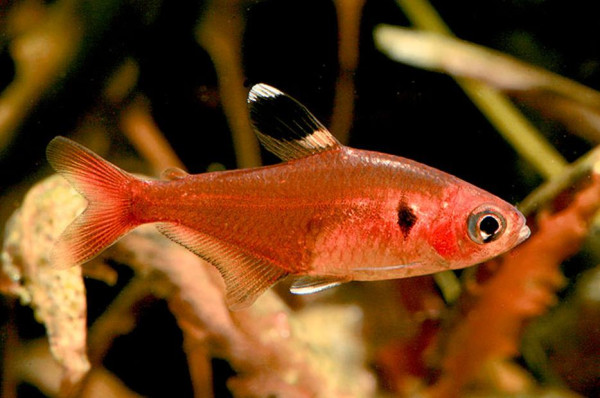 hyphessobrycon-haraldschultzi.jpg