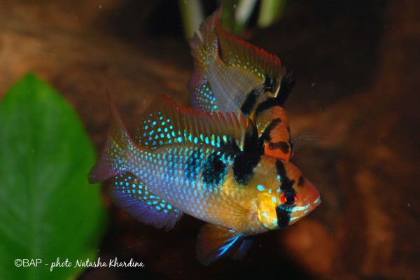 Mikrogeophagus-ramirezi1_NKhardina.jpg