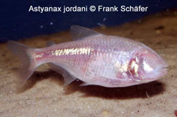 Astianax jordani.jpg