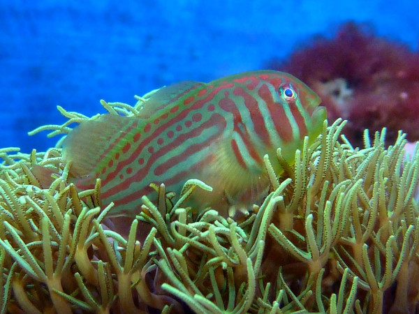 -Gobiodon_histrio_6.1.2011_030_b.jpg