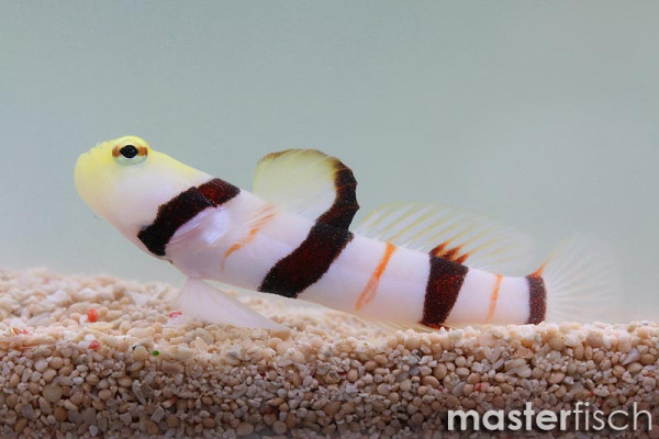 dracula-shrimp-goby.jpg