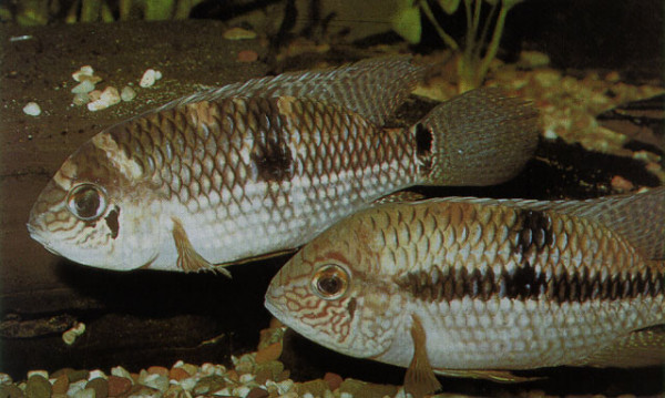 Aequidens rondoni . Fishbase.jpg