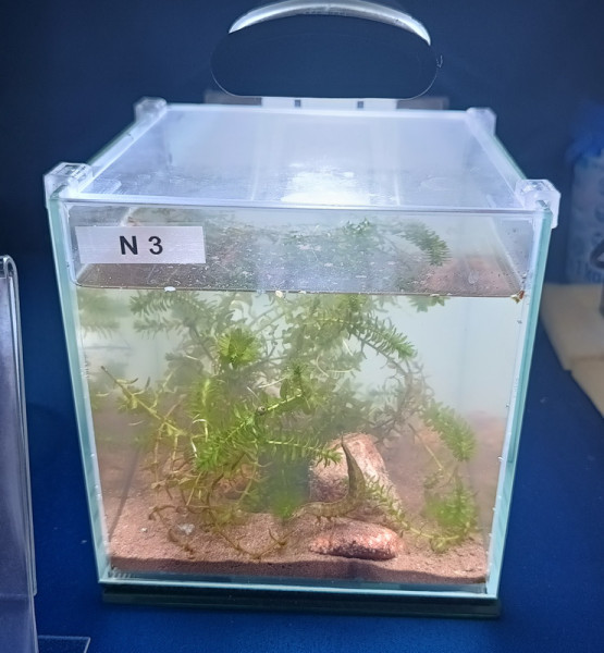 Larwakwa.jpg