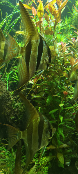 IMG20240830191423.jpg