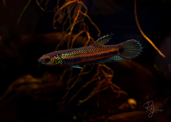 Betta antuta, samiec