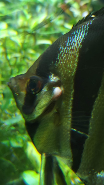 IMG20241121190901.jpg