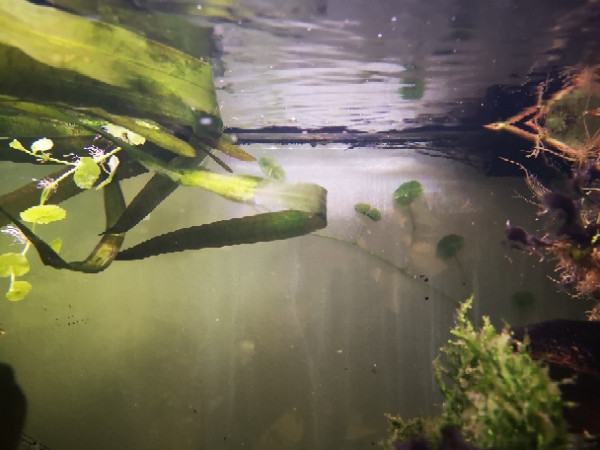 Hydrocortyle między ścianą i tyłem szkła