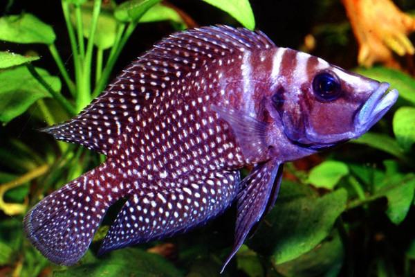 Altolamprologus calvus- Aqualog.jpg