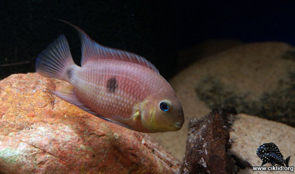 Amatitlania septemfasciata septemfasciatus01-peter_andersson.jpg