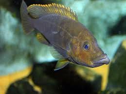 Abactochromis labrosus.jpg