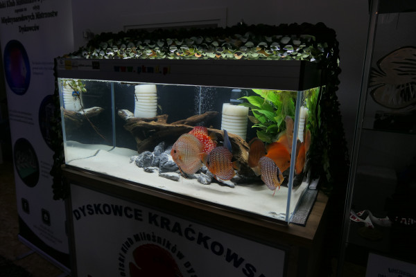 2019 - Oceanika - Wystawa - Zdjęcie 103 - Polski Klub Miłośników Dyskowców.JPG