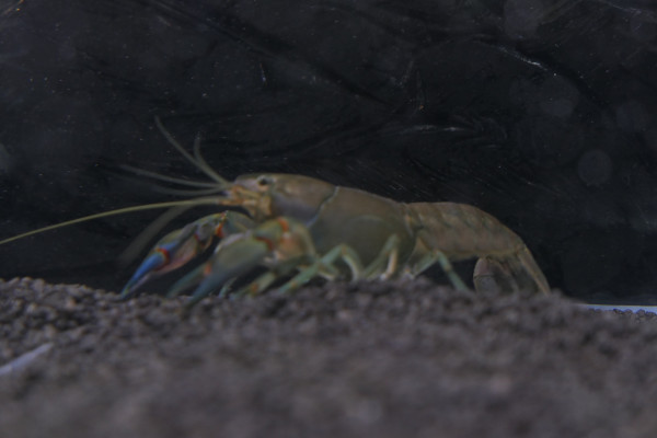 2019 - Oceanika - Wystawa - Zdjęcie 165 - Wawarium.JPG