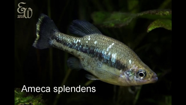 Ameca splendens.jpg