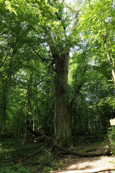 III Akwarystyczny Spływ Kajakowy - Ukta - 21-23.06.2019 - Zdjęcie 09.JPG